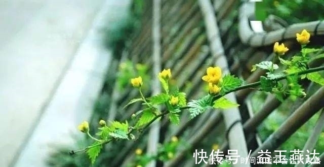 家有小院，一定要做个篱笆墙，美的世间少有！