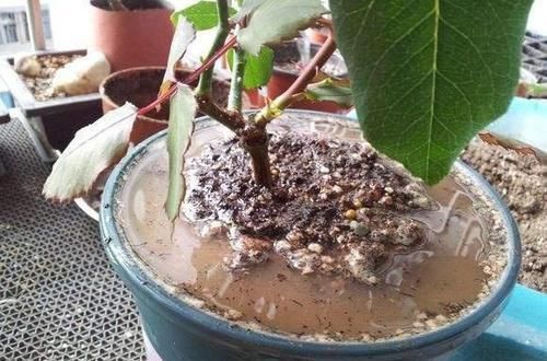 植物|喜欢养花,买一盆烂一盆?问题出在这里,跟着养护专家学起来