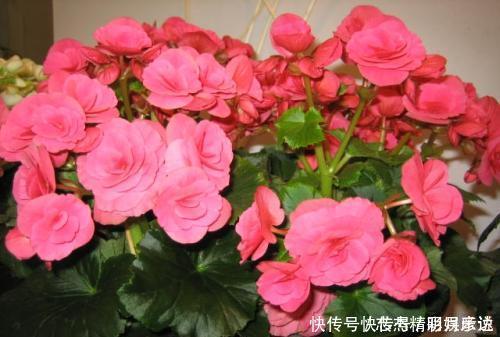 别再花钱买花肥，给花喝勺神仙水，四季油绿开花旺，施肥都省了