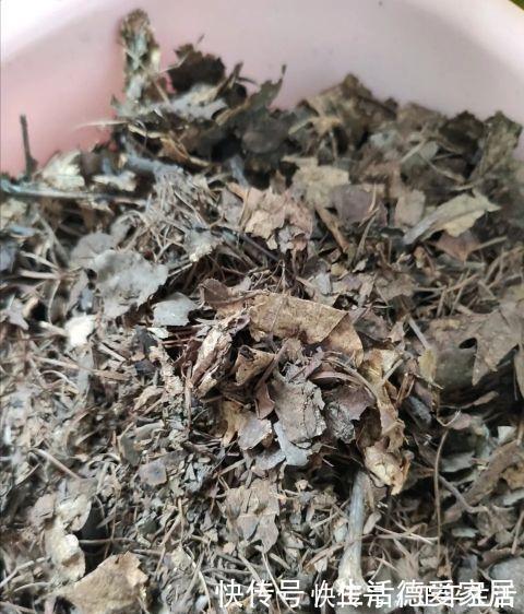 腐叶土|养君子兰,有二多一少,赶紧收入囊中,年底开花娇艳出众