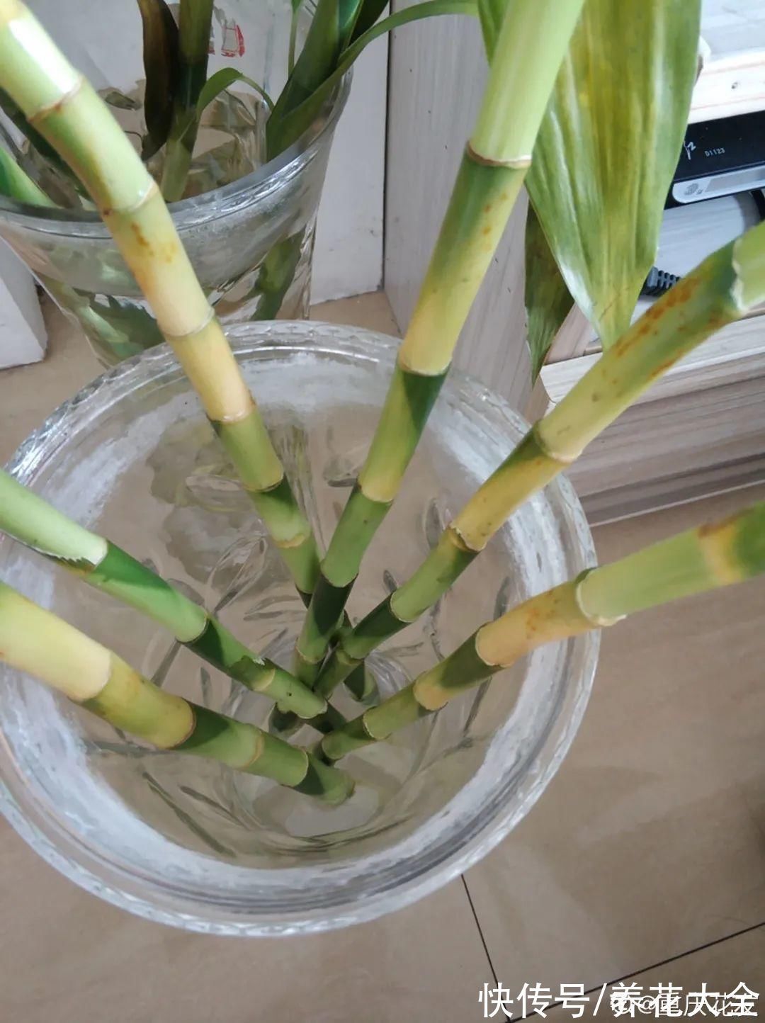 养花大棚倒闭,“贵货花”路边扔了一地,后悔没带个大麻袋