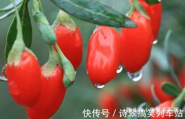 泡水|枸杞到底生吃好,还是泡水喝好?很多人都搞错了,不妨来了解下