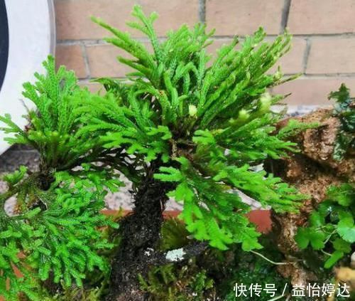 养卷柏无需花钱买幼苗,野外寻些带回家,这样处理制成漂亮盆景