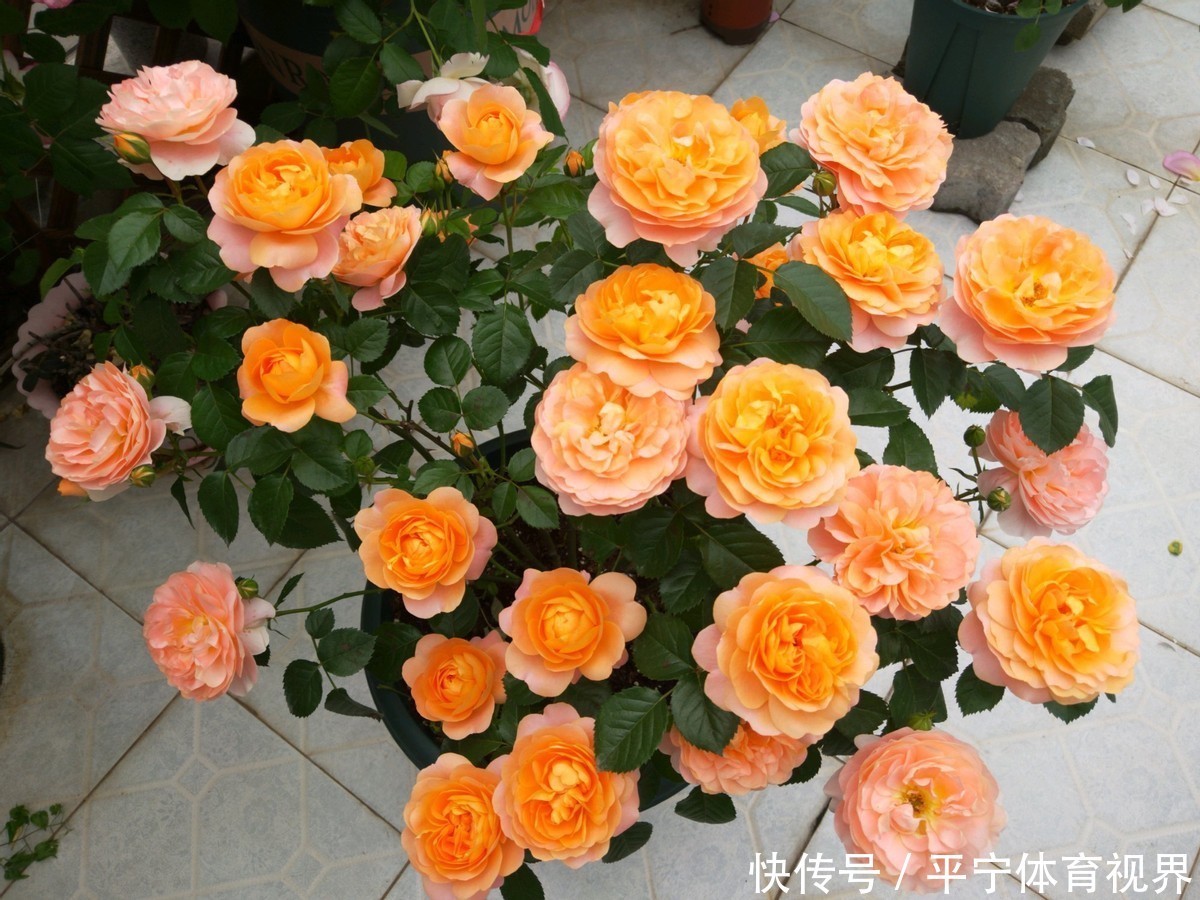 磷酸二氢钾|养花不用分开补水增肥,轮着用它们浇灌,植物好、土壤好!