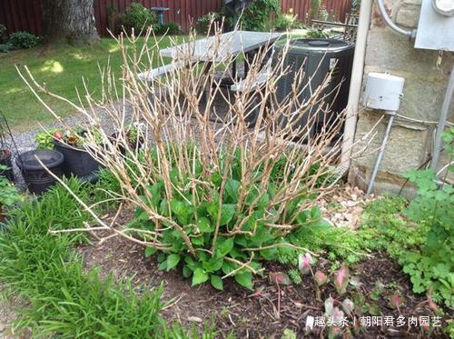 秋养绣球花，掌握2个小技巧，明年开花准爆盆