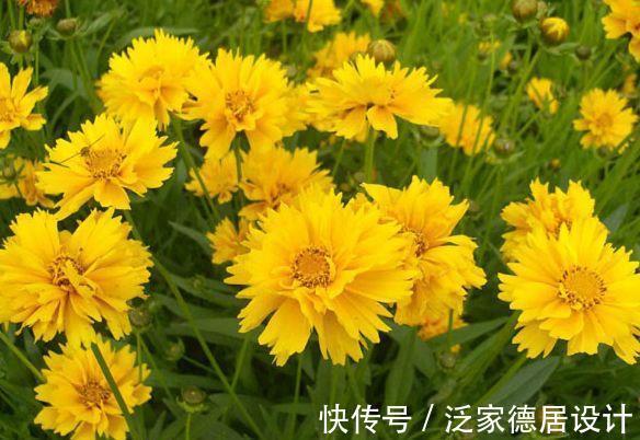 惊艳|8月18日-8月28日,庭院选这几款花,长的特别好,花色惊艳清新