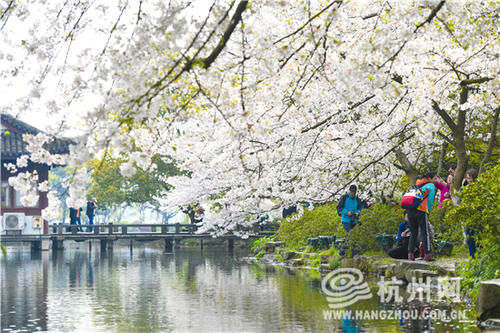 春光照杭城 樱花醉游人（组图）