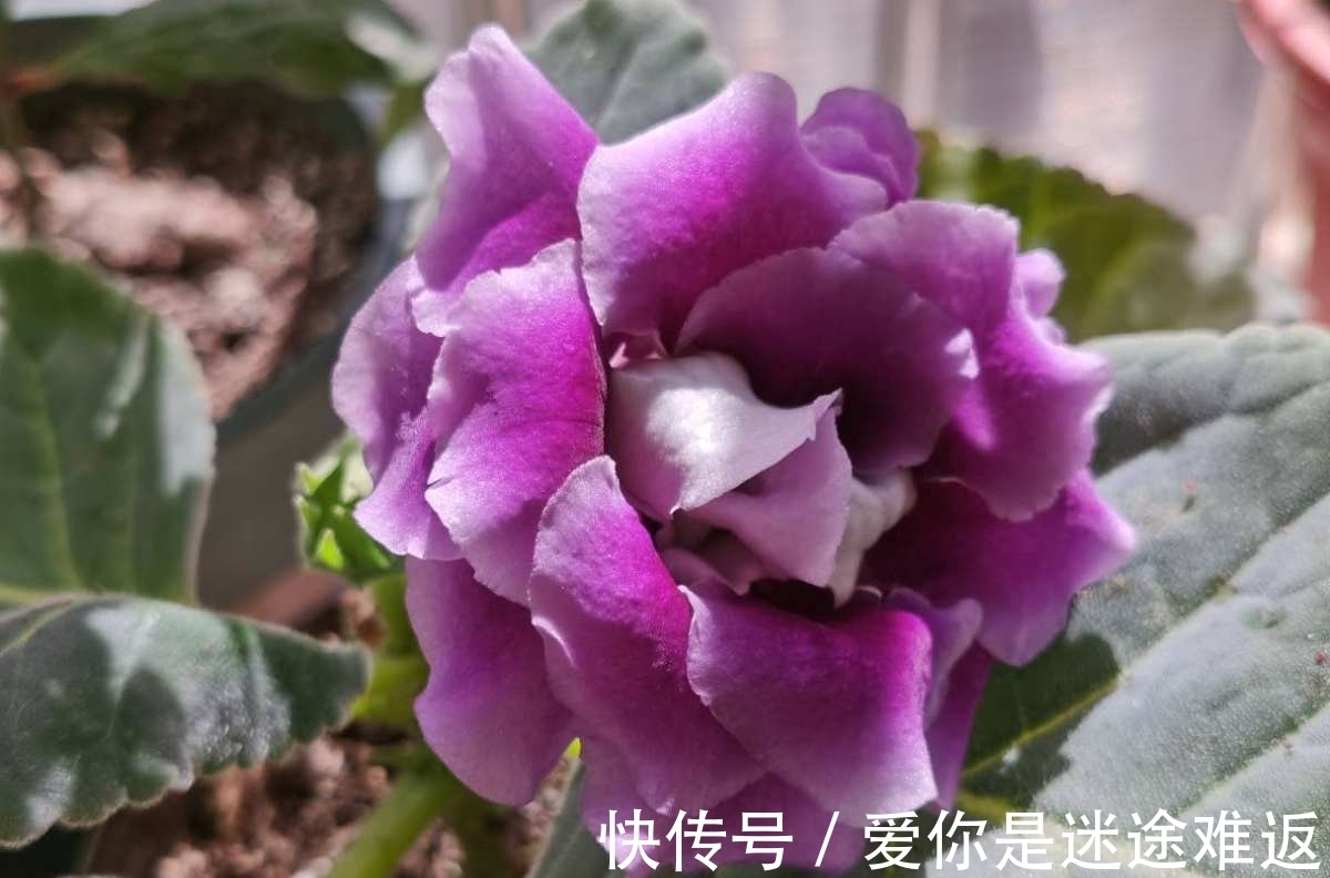 4种花得旱养,浇水越多植物越危险,容易烂根