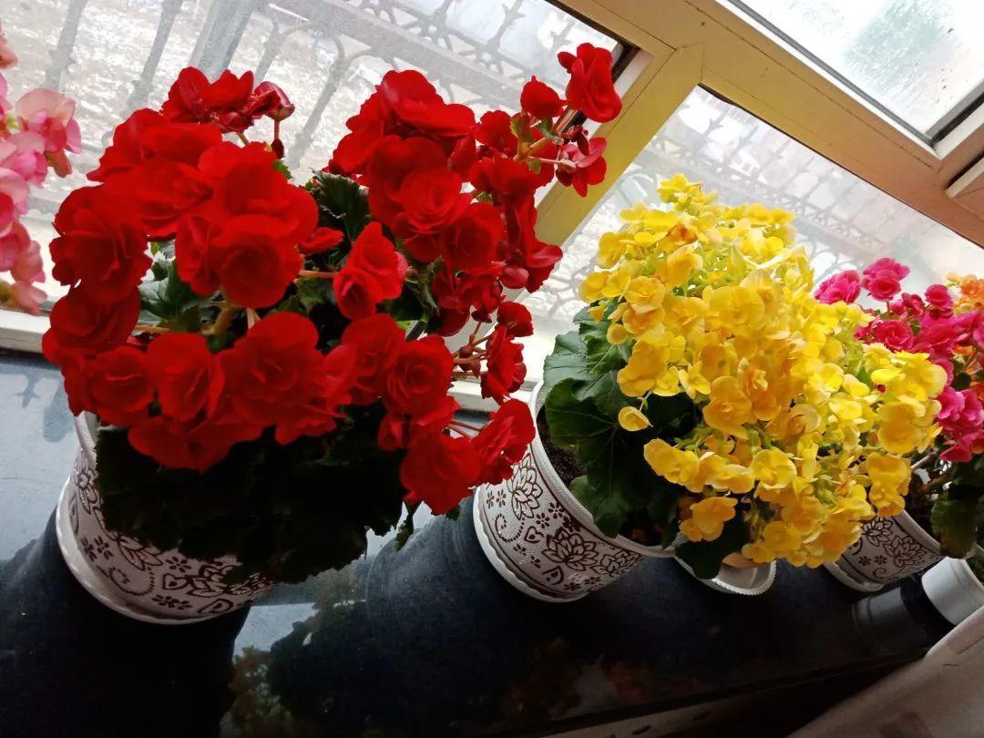 花苞|公认难养的花，养一盆死一盆，从来没有养活过！