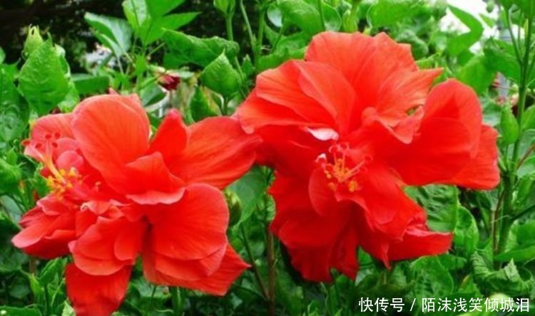 3种花比牡丹还漂亮,比绿萝还好养,一年四季开花不停!