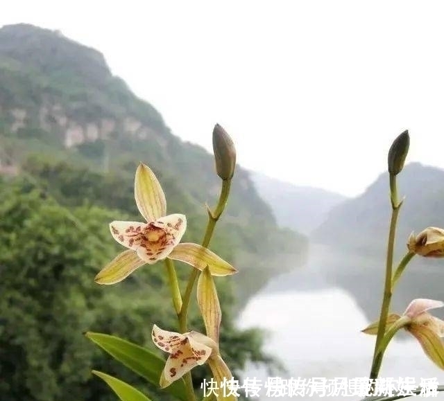 叶片|兰花有“三喜三怕”,顺着它养护,顺利春化,独苗绽放层叠群兰