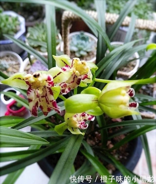 以前山上的野草,现在成为“高档”盆栽,花朵似玉狮,高雅又大气