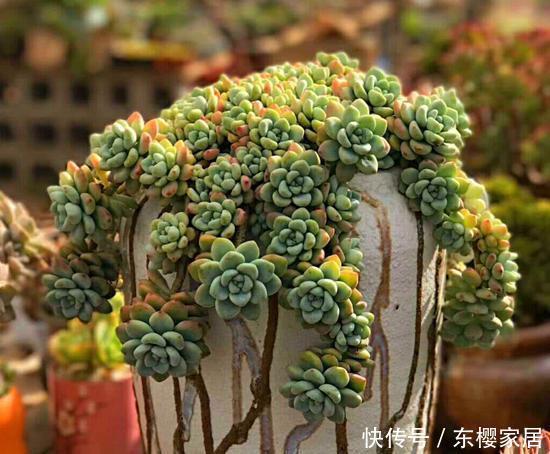 正确|天越来越冷,多肉应该如何正确浇水?几招好方法,易上手、好操作