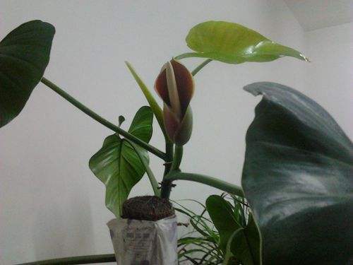 婆婆养了5年的绿萝开花了,美出新高度,朋友大老远跑来看