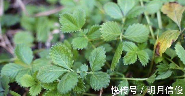 喂猪|过去用于喂猪，维C是白菜7.5倍，如今成高档野菜，四季可采