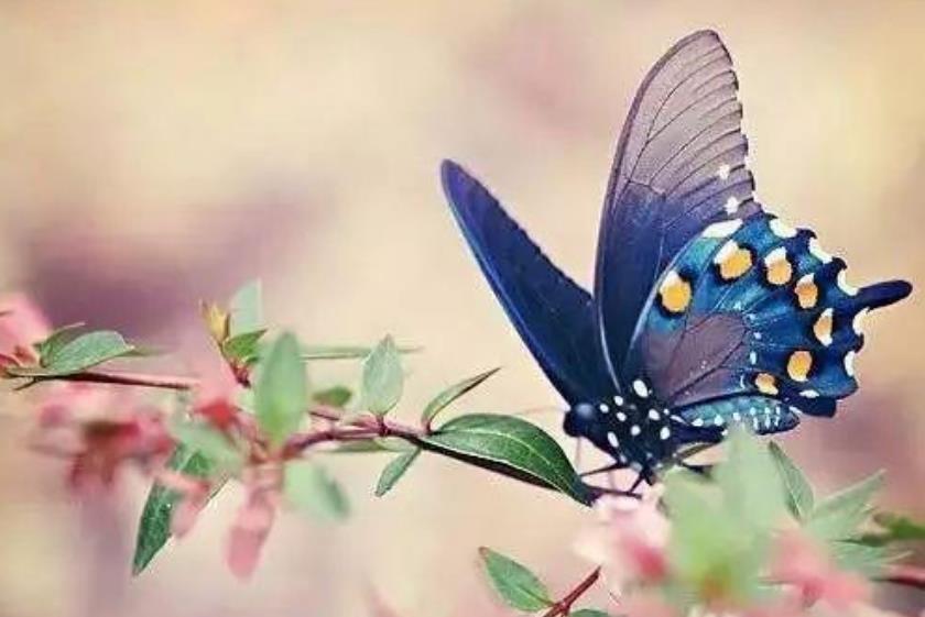 下联!才女上联“兔子不吃窝边草”,秀才对下联后娶了她,网友:我也行