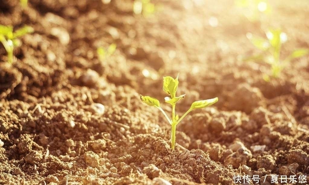 寒湿|一味药“掐断”湿气之根!古人为何主张“以根治根,以土治土”?