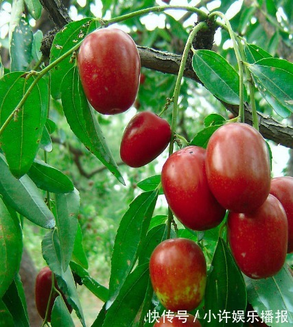 污血|女生生理期时,3种食材使劲儿吃,排出污血,清理子宫的最好时