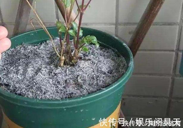 养花|什么药片水、黄豆水,都不如家里“2种灰”,养花杀菌灭虫、补肥