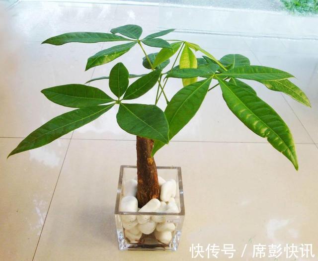发财树最怕这几个点，平日养护要注意，不怕黄叶烂根养不活
