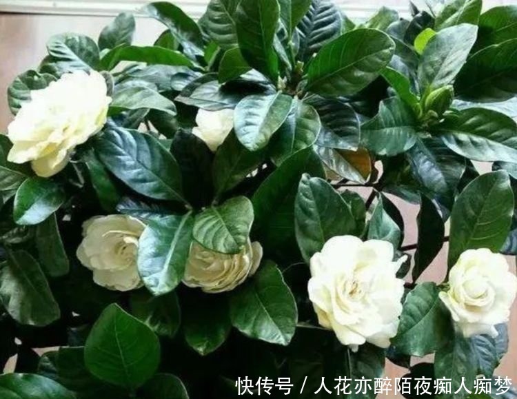 养花就养这几款,全年开花不停,芳香四溢,养在家中香飘满屋