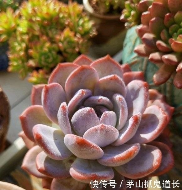 懒招|懒人养多肉,学会用“懒招”,不用怕烂根,长得快,状态还很好