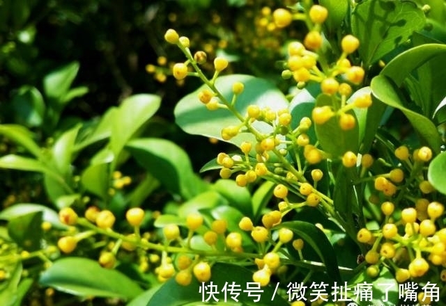 茉莉|阳台就养这些花，花香味浓，久聚不散，香味飘满屋！