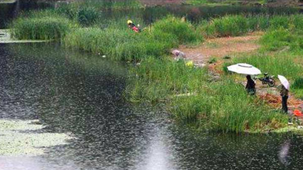 夏季|夏钓鲫鱼三两招,熟练掌握,你还怕夏天钓不到大板鲫