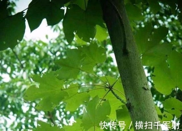 月婵娟@涓涓隽语七律.秋夕感怀,月婵娟,情婵娟,中秋千里共婵娟