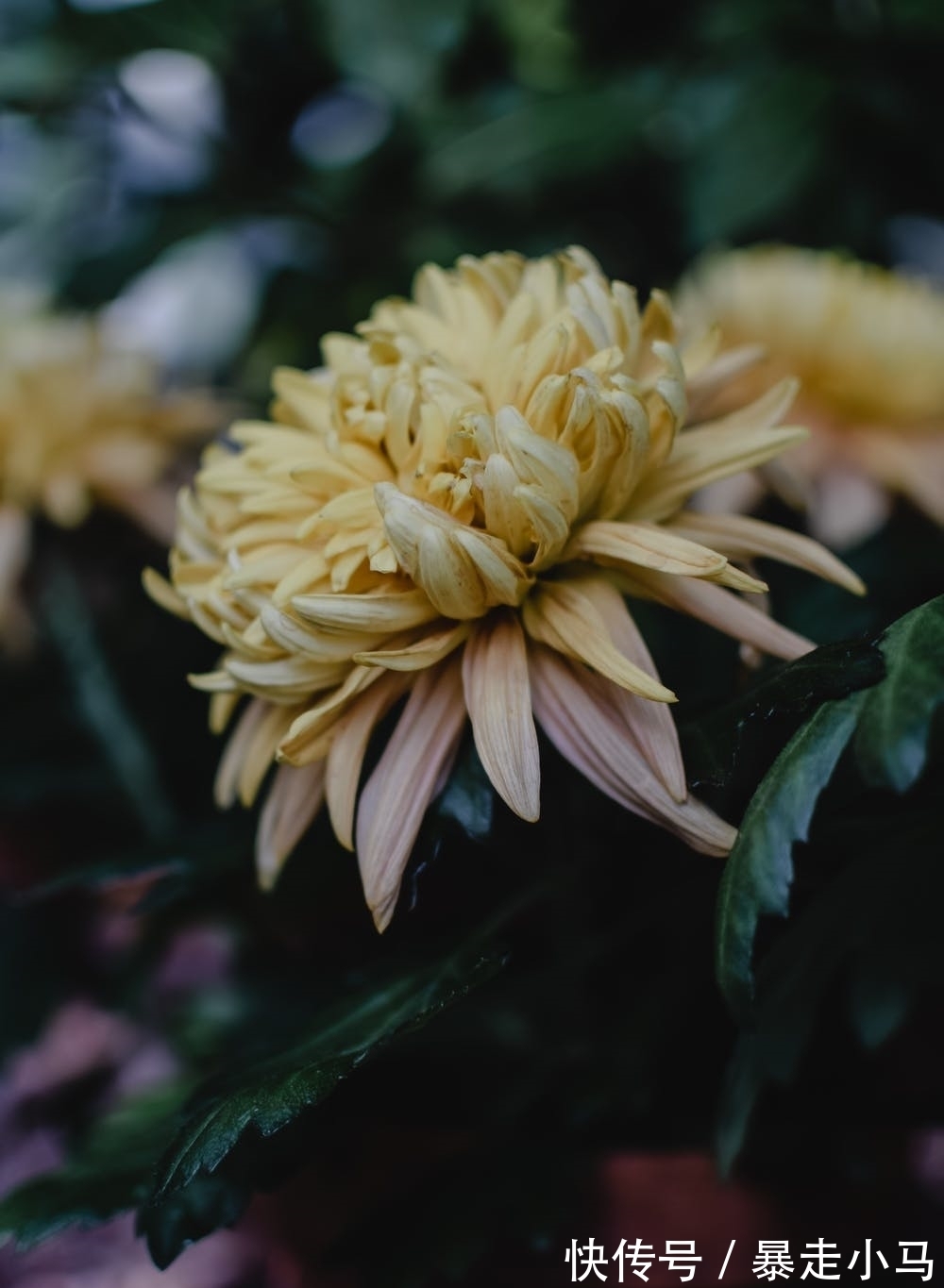 暗香盈袖$临水照花李清照,四首写花的词,照见一生悲欢