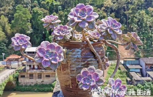 红宝石|5种漂亮多肉,好看又好养,上色美长满盆,值得拥有!