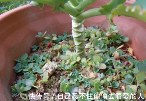 漂亮|3种漂亮花,种在小盆里,不建议地栽,否则泛滥成灾,根本清不掉