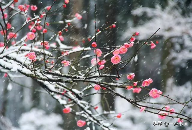 画法@简单易学的写意白梅红梅画法