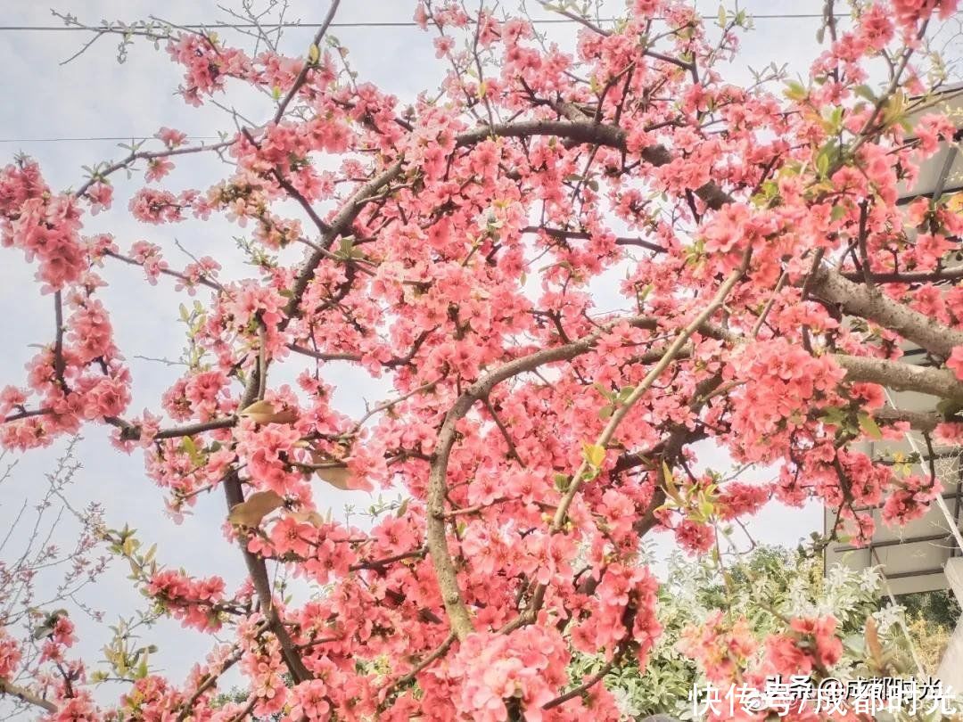 老年|离成都最近的梨花园盛开了 赏花休闲不错过