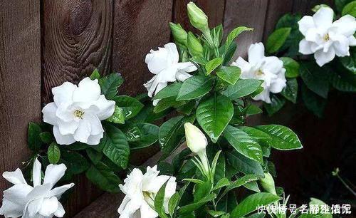 冬天也能扦插花,4种漂亮花,剪个枝插土里,明年一盆变多盆!