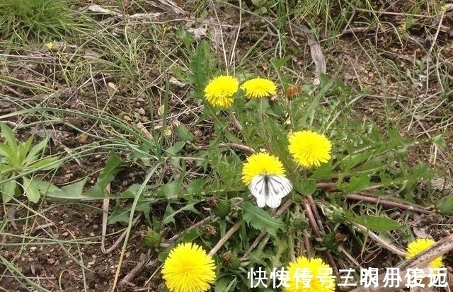 玩具|农村一种草曾是80后的玩具,能做菜也能入药,在城里30元一斤