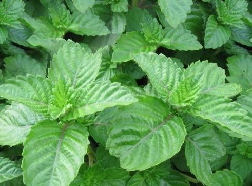 仙草|农村的一种“仙草”,女人不好意思采挖,却是男人的“福音”!