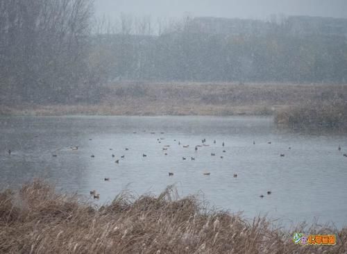  下雪天观鸟可比吃火锅开心！