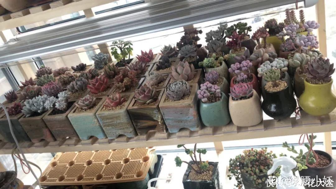 室内养多肉，也能养出水晶果冻色，任谁看到都说好
