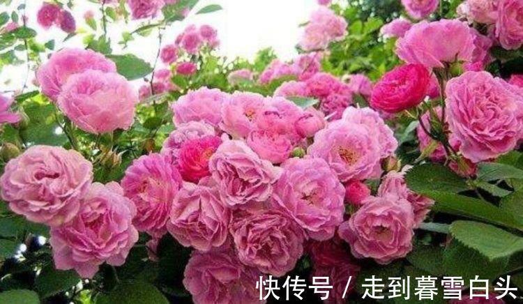 3种花好养又漂亮，花朵大花期长，喜庆又好养，满屋飘香！