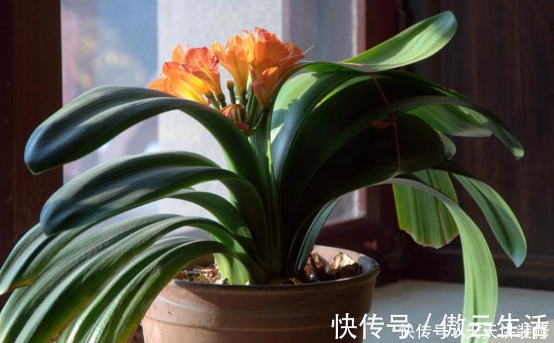 君子兰在开花,给它做好“三不要”,做不好花期短,还容易黄叶!