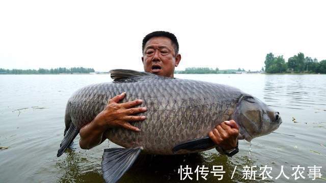 广东一男子野钓用螺蛳打窝，钓获180斤的“青鱼王”，用锄头刮鳞