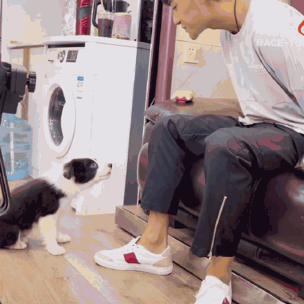 隔壁|黄子韬训成神狗,隔壁宋亚轩投来羡慕的目光