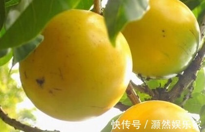 黄晶果|女性不想子宫早衰,晚上当零食吃几个,保养卵巢,更显年轻