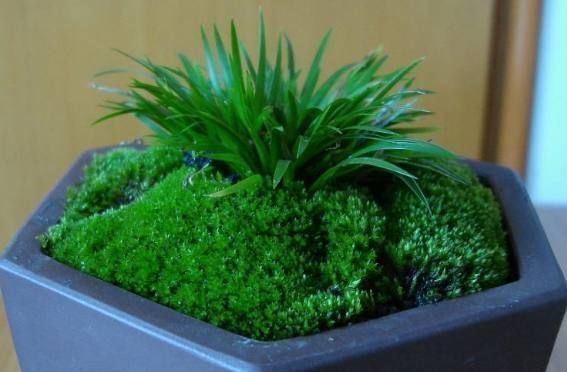 巧媳妇在家养了这种绿植盆栽,满屋子都是香味,出门连香水都不用喷