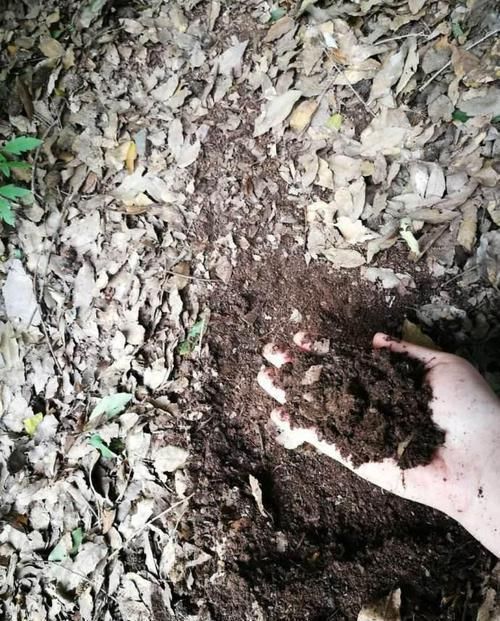 吊兰盆里,每月用“它”浇一次,猛长“小吊兰”,太好看