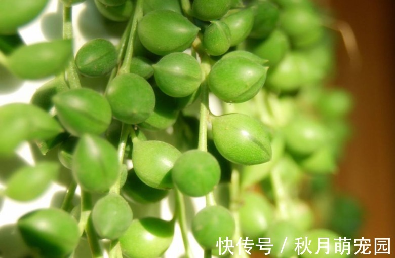 细数木炭养花,至少有4大好处,养啥旺啥