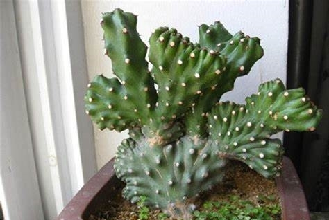 叶子比果实更有毒,有孩子的家庭最好不要养