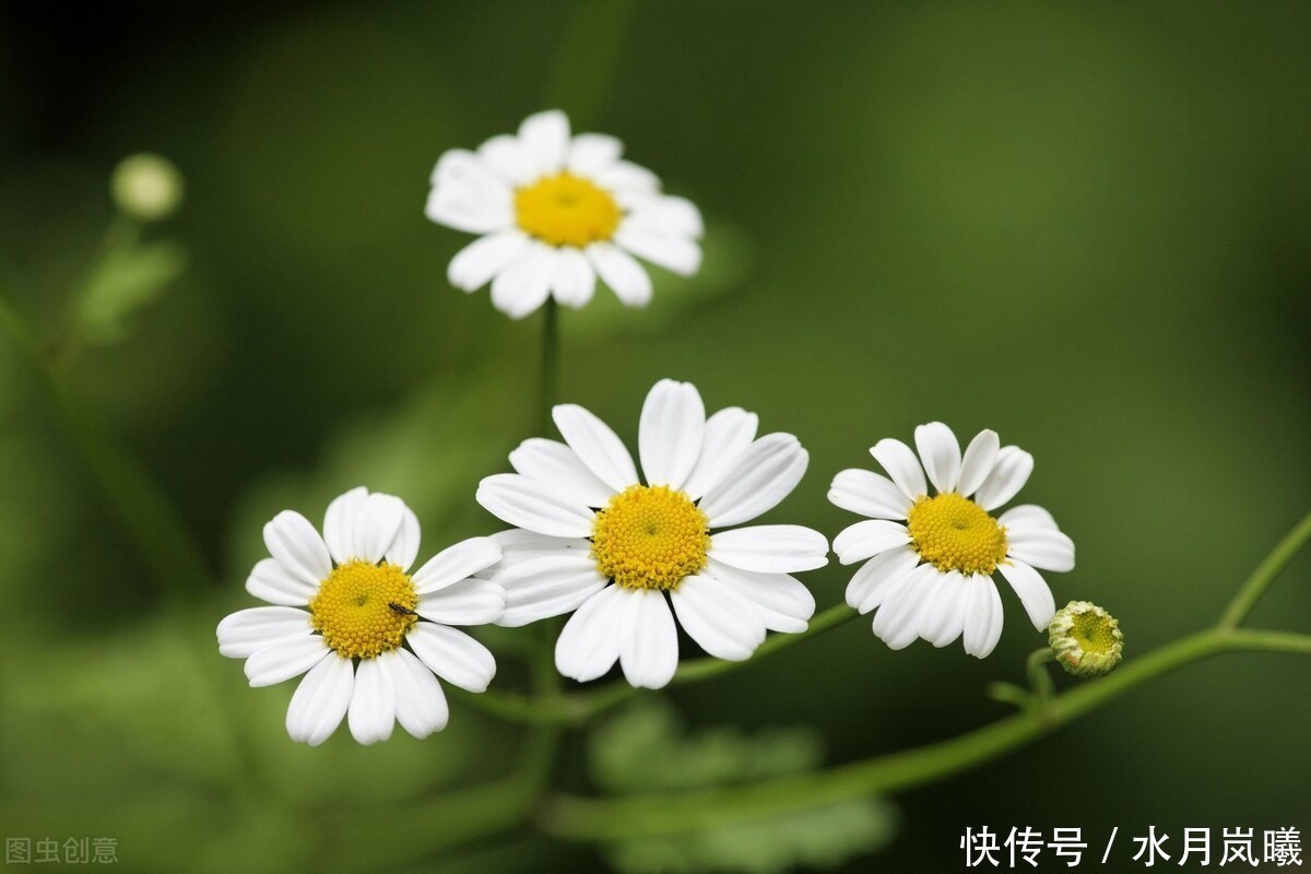  天涯|一诺倾城，一生天涯，谁的微雨落花里，半枕惆怅旧梦