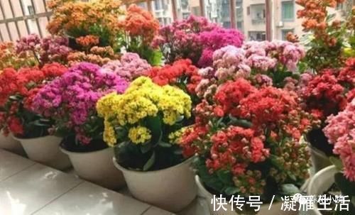 长寿花开完花后，给它做3个“小动作”，还能再开一茬花